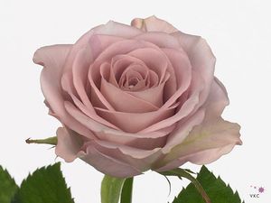 ROSE MEMORY LANE 50